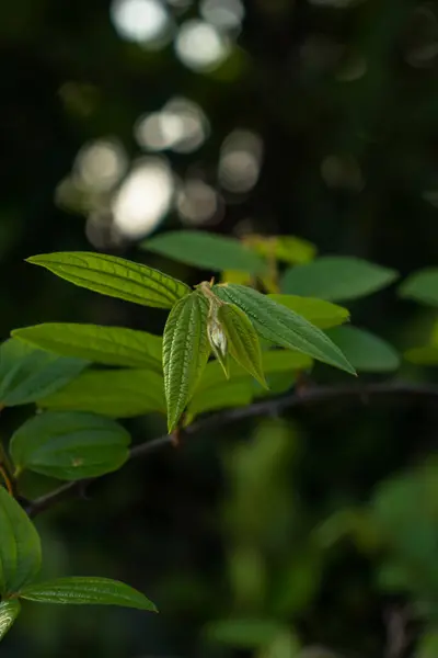 Canlı doğa: çiçekler, yapraklar, dallar, yapraklar. Hayvan teması, insan yok..