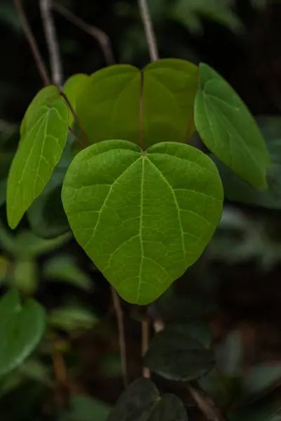 Organik yaprakları, çiçek açan çiçekleri ve güzel doğal çevresi olan yemyeşil bir bahçe..