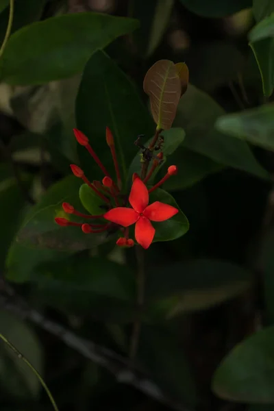 Canlı Kırmızı Ixora Çiçeği Yemyeşil Yapraklarla Çevrili — Stok fotoğraf