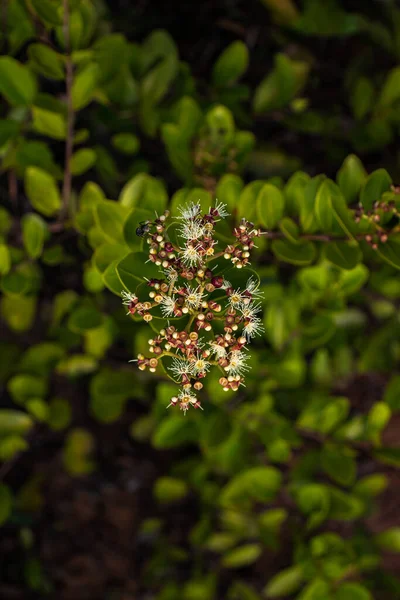 Hindistan Böğürtleni Yemyeşil Yapraklı Canlı Bitkiler — Stok fotoğraf