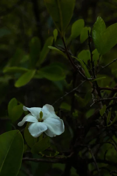 Ніжна Квітка Крупним Планом Зеленим Листям Природна Краса Білому — стокове фото