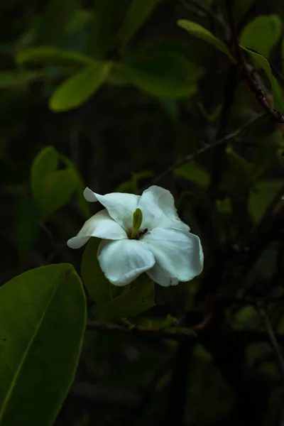 緑の葉で繊細な花のクローズアップ 白の自然の美しさ — ストック写真