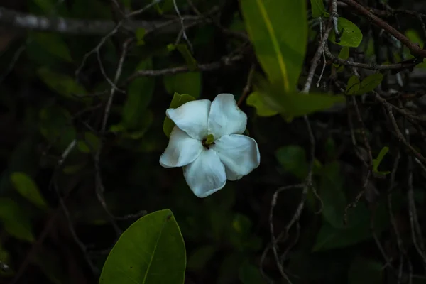 Yeşil Yapraklı Narin Bir Çiçek Beyazlı Doğal Güzellik — Stok fotoğraf