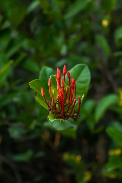 Yeşilliğin Ortasında Çiçek Açan Bir Ixora Çiçeğinin Büyüleyici Görüntüsü — Stok fotoğraf