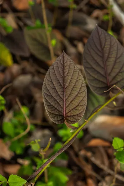 Canlı Sonbahar Yaprakları ve Taze Yeşil Yapraklar Doğal Ormanda