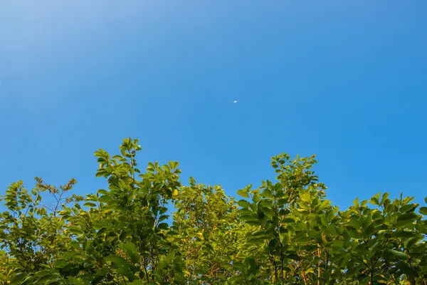 Berrak mavi gökyüzüne uzanan yemyeşil ağaç dalları huzurlu çayırlarda.