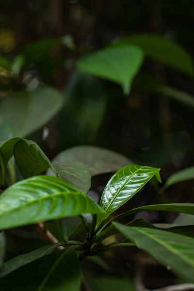 stock image Vibrant green flower blossom in natural garden, showcasing organic growth and botanical development.