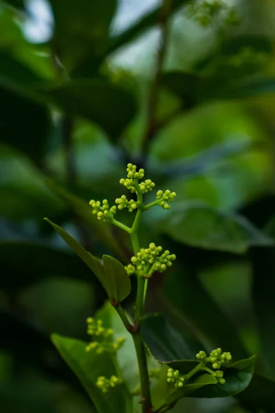 Doğadaki Güzellik Taze Yeşil Çiçek Açan Bir Bitkinin Yakın Çekimi — Stok fotoğraf