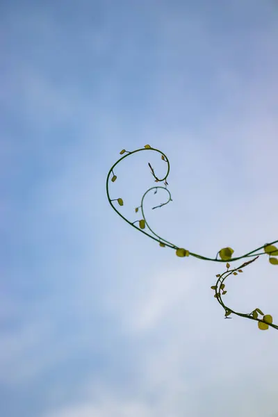 Vibrant blue sky with blooming flowers, lush foliage, and green leaves.