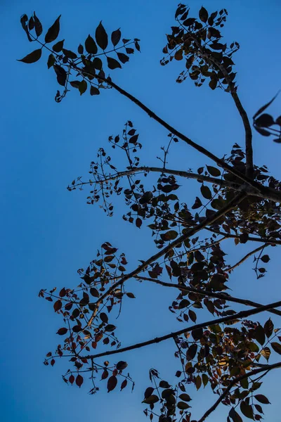 Solitude Under a Clear Blue Sky: Beauty in Nature with Blossoming Flowers and Verdant Foliage