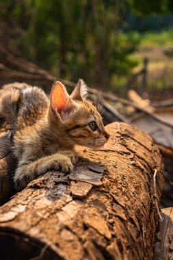 Meraklı kedi, mutlu kedi, doğal vahşi yaşam, küçük, orta büyüklükte, açık hava portresi.