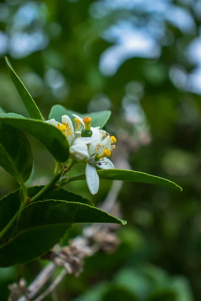 Ζωντανό Λουλούδι Λεμονιού Που Περιβάλλεται Από Πράσινα Φύλλα Και Άγρια — Φωτογραφία Αρχείου