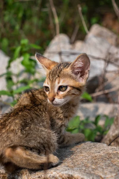 Curious cat, happy feline, natural wildlife, small to medium-sized, outdoor portrait.