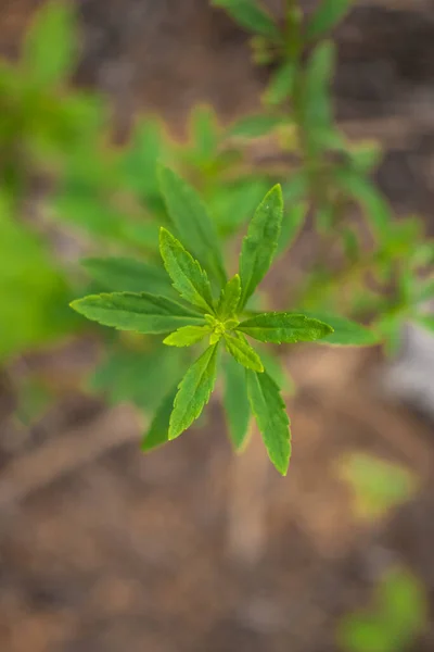 Besin zengini topraklarda çiçek açan bitkinin yemyeşil yaprakları..