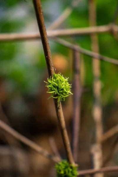 Botanický Detail Zeleného Listu Kvetoucím Květem Větvi — Stock fotografie