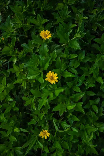 Canlı yaprakları ve taze yeşil yaprakları olan narin sarı çiçek..