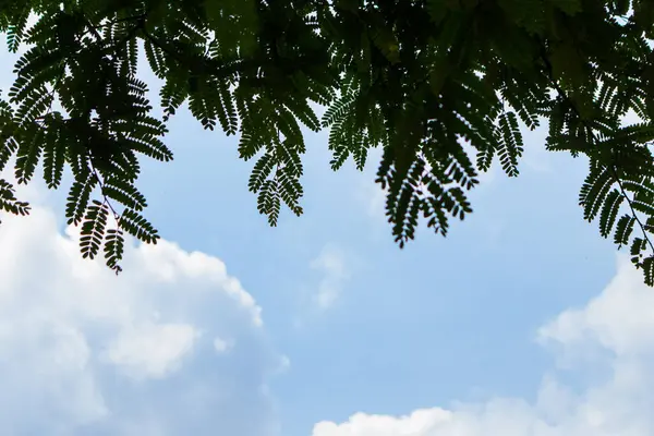 Huzurlu demirhindi ağacı: yapraklı dal, bulutlu gökyüzü, güneş ışığı, insan yok.
