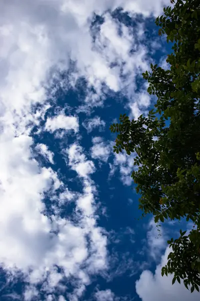 Huzurlu Gökyüzü: Güneş Ağacı Doğal Arazide Mavi Bulutlara Karşı