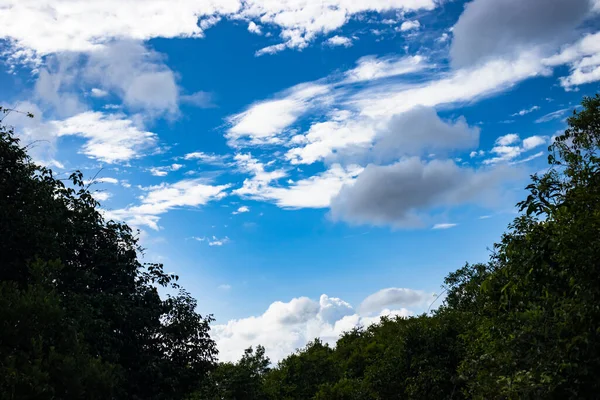 Huzurlu Gökyüzü: Güneş Ağacı Doğal Arazide Mavi Bulutlara Karşı