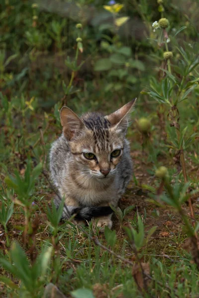 Çimenli Bir Portrede Küçük Orta Büyüklükte Bir Vahşi Kedi — Stok fotoğraf