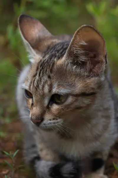 Çimenli Bir Portrede Küçük Orta Büyüklükte Bir Vahşi Kedi — Stok fotoğraf