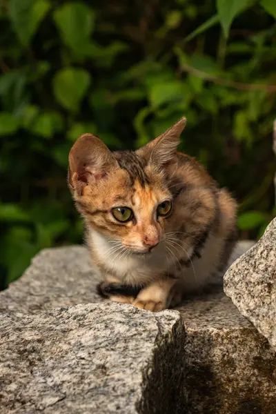 自然の中で岩の上に座っているかわいい家庭猫 — ストック写真