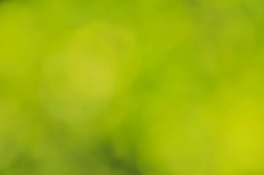 Abstract green blurred background and sunlight.