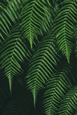 Abstract green blurred background and sunlight.