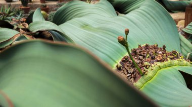 Welwitschia Mirabilis 'e yakın. Kaktüs bitkisi desenli duvar kağıdı. Sulu bitki desenleri. Lezzetli yaprakların ayrıntıları.