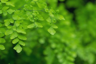 Nature of green leaves in garden at summer with sunlight. Natural green leaf plants using as spring background environment ecology or greenery wallpaper.