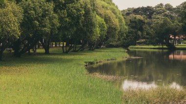 Yeşil çimenli ve ağaçlı doğal halk bahçesi, tazelik durumu olan yeşil bir yer..
