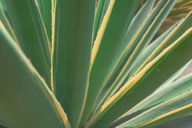 Agave 'ı kapatın. Kaktüs bitkisi desenli duvar kağıdı. Sulu bitki desenleri. Lezzetli yaprakların ayrıntıları.