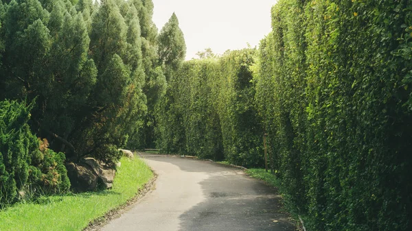 Φυσικός Δημόσιος Κήπος Πράσινο Γρασίδι Και Δέντρο Πράσινος Χώρος Φρεσκάδα — Φωτογραφία Αρχείου