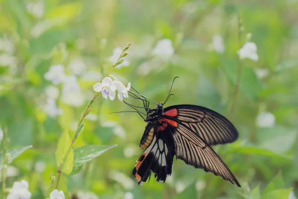 Schöne Frühling Natur Hintergrund Mit Schmetterling Und Blumen Wald Schöne — Stockfoto