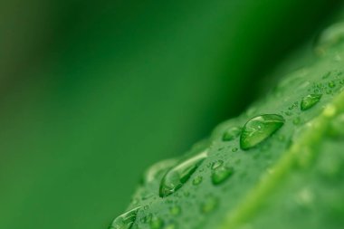 Nature of green leaves in garden at summer with sunlight. Natural green leaf plants using as spring background environment ecology or greenery wallpaper.