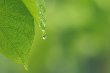 Nature of green leaves in garden at summer with sunlight. Natural green leaf plants using as spring background environment ecology or greenery wallpaper.