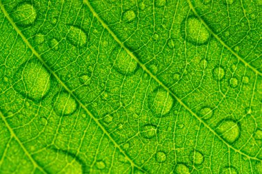 Nature of green leaves in garden at summer with sunlight. Natural green leaf plants using as spring background environment ecology or greenery wallpaper.