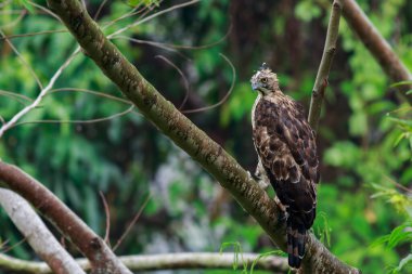 Kara Şahin yağmur ormanlarında dalların üzerinde duruyor..
