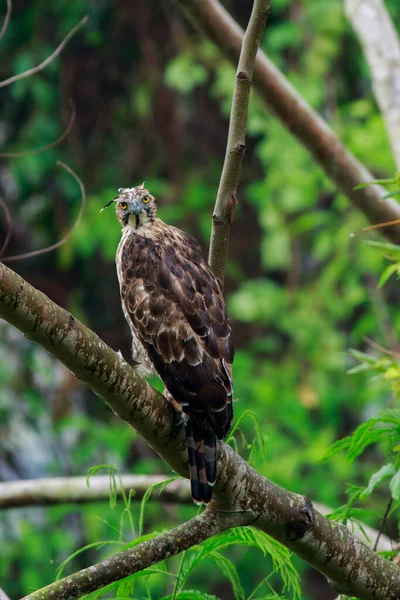 stock image Crested Goshawk standing on branches in the rainforest.