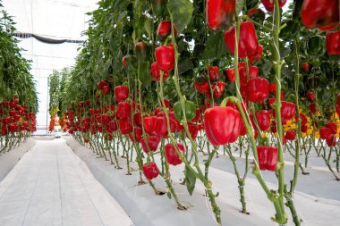 Serada yetişen tatlı kırmızı biber, kırmızı biber..