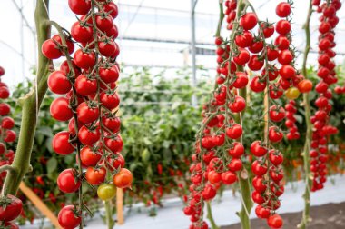 Serada yetişen güzel kırmızı kiraz domatesleri.