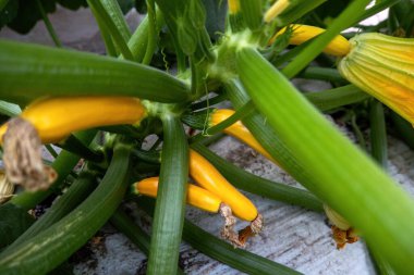 Bahçede bir kabak sarısı yetişiyor.