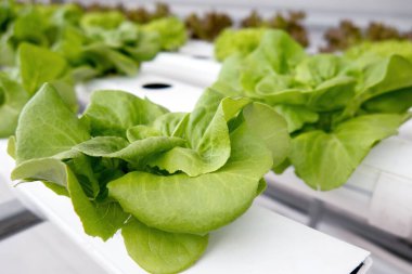 Yakın plan yeşil marul, hidrofonik çiftlik arka planı..