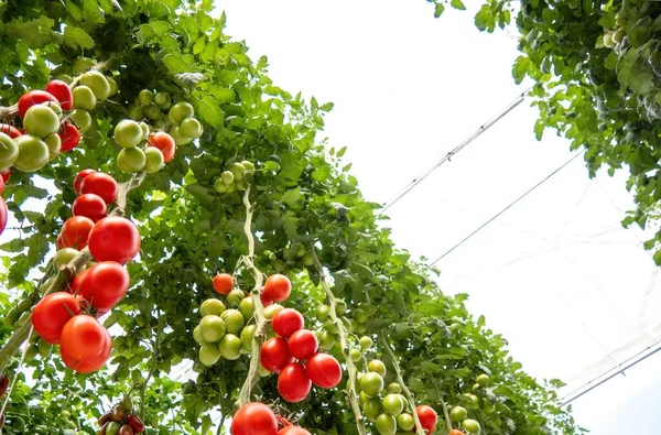 아름답고 토마토 온실에서 자라다 — 스톡 사진