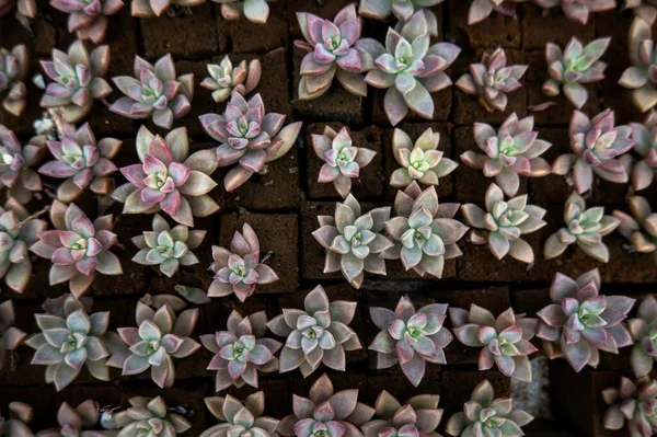 stock image A many small cactus plants - potted cacti plant collection