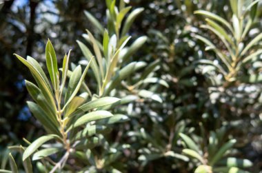 Meksika 'da fidanlıkta bir zeytin ağacı