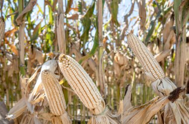 Mısır tarlasında mısır koçanı..