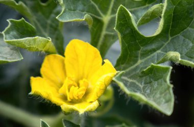 Baharda kumlu bir serada dişi ve erkek karpuz çiçeği.