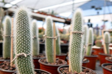 Bir sürü küçük kaktüs bitkisi - saksı bitkisi koleksiyonu