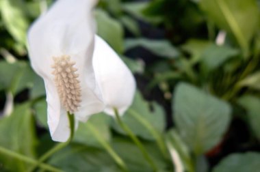 Spath veya Peace zambakları olarak bilinen bir Spatthiphyllum wallisii..